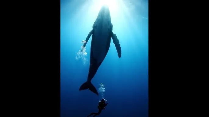 青草视频在线观看视频 - 深蓝星球：探索海洋深处的未知世界